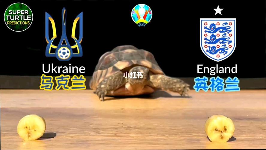 乌龟选欧洲杯球队（欧洲杯乌龟预测英格兰）